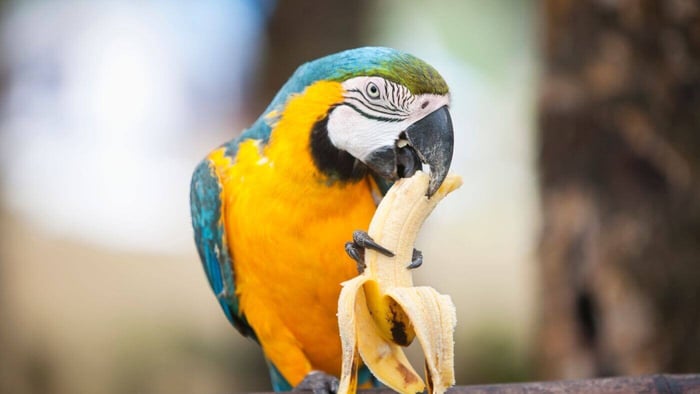 Healthy Foods and Diet Guide for Exotic Birds (And What NOT to Give Them)
4

A proper diet is the foundation of a long, vibrant life for exotic birds and parrots. Nutrition directly affects feather quality, energy levels, immune strength, behavior, and lifespan.

At The Parrots Exotic Store, we emphasize that balanced feeding is one of the most important responsibilities of bird ownership. Many common health problems in parrots stem from poor diet — especially seed-only feeding.

Here’s your complete guide to healthy foods for exotic birds and what you should never feed them.

The Ideal Diet Foundation for Exotic Birds

A healthy exotic bird diet should consist of:

High-quality pellets (60–70%)

Fresh vegetables (20–30%)

Limited fruits (5–10%)

Healthy treats in moderation

Pellets provide balanced vitamins and minerals, while fresh produce adds natural nutrients and enrichment.

Best Vegetables for Exotic Birds
4

Vegetables should make up a large portion of your bird’s fresh diet.

Excellent choices include:

Kale

Spinach (in moderation)

Carrots

Broccoli

Bell peppers

Zucchini

Sweet potatoes (cooked)

Green beans

Peas

Vegetables provide fiber, antioxidants, and essential vitamins that support immune health and feather condition.

Healthy Fruits (Feed in Moderation)
4

Fruits are nutritious but contain natural sugars, so portion control is important.

Safe fruit options:

Apples (remove seeds)

Blueberries

Strawberries

Mango

Papaya

Melon

Pomegranate

Banana (occasionally)

Always wash fruits thoroughly and remove pits or seeds when necessary.

Healthy Protein Sources

Some birds benefit from small amounts of protein.

Safe options include:

Cooked quinoa

Cooked brown rice

Lentils (well-cooked)

Scrambled eggs (plain, no seasoning)

Small portions of cooked legumes

Protein supports muscle health and energy levels.

Nuts and Seeds (Treats, Not Staples)
4

Nuts and seeds are high in fat and should be given sparingly.

Healthy treat options:

Almonds

Walnuts

Pistachios (unsalted)

Sunflower seeds (limited)

Excessive fatty foods can lead to obesity and fatty liver disease.

Foods You Should NEVER Feed Exotic Birds

Certain foods are toxic or dangerous.

Absolutely avoid:

Avocado

Chocolate

Caffeine (coffee, tea, soda)

Alcohol

Onions

Garlic

Fruit pits and apple seeds

High-salt foods

Sugary snacks

Fried or processed foods

These items can cause severe toxicity, organ damage, or even death.

The Dangers of a Seed-Only Diet

Many new bird owners mistakenly feed only seeds. While birds enjoy them, seed-only diets can cause:

Vitamin A deficiency

Weak immune system

Obesity

Liver disease

Dull feathers

A pellet-based, produce-rich diet is far healthier long-term.

Fresh Water and Hygiene

Always provide:

Fresh, clean water daily

Washed produce

Clean food bowls

Removal of uneaten fresh food after 2–4 hours

Food safety prevents bacterial growth and illness.

Signs of Poor Nutrition

Watch for:

Feather plucking

Dull or brittle feathers

Low energy

Weight loss or gain

Beak abnormalities

Frequent illness

If you notice dietary-related symptoms, consult an avian veterinarian promptly.

Diet by Bird Size (General Guide)

Small parrots (Lovebirds, Parrotlets):
Smaller pellet sizes, finely chopped vegetables.

Medium parrots (Conures, African Greys):
Standard pellet formula, variety of vegetables, moderate fruits.

Large parrots (Macaws, Cockatoos):
Larger pellets, higher vegetable variety, controlled nuts.

Portion sizes vary by species and activity level.

Tips for Transitioning to a Healthier Diet

Switching from seeds to pellets requires patience.

Introduce pellets gradually

Mix with current food

Offer vegetables in the morning when hungry

Model eating behavior

Be consistent

Some birds take weeks to adjust — persistence is key.

Final Thoughts: Nutrition Is Lifelong Care

Healthy eating is not optional — it’s essential. A balanced, varied diet leads to:

Strong immunity

Vibrant plumage

Better behavior

Increased lifespan

Higher energy

At The Parrots Exotic Store, we educate every owner on proper exotic bird nutrition to ensure their companions thrive for decades.

When you feed your bird correctly, you are investing in a longer, healthier, and happier life together.