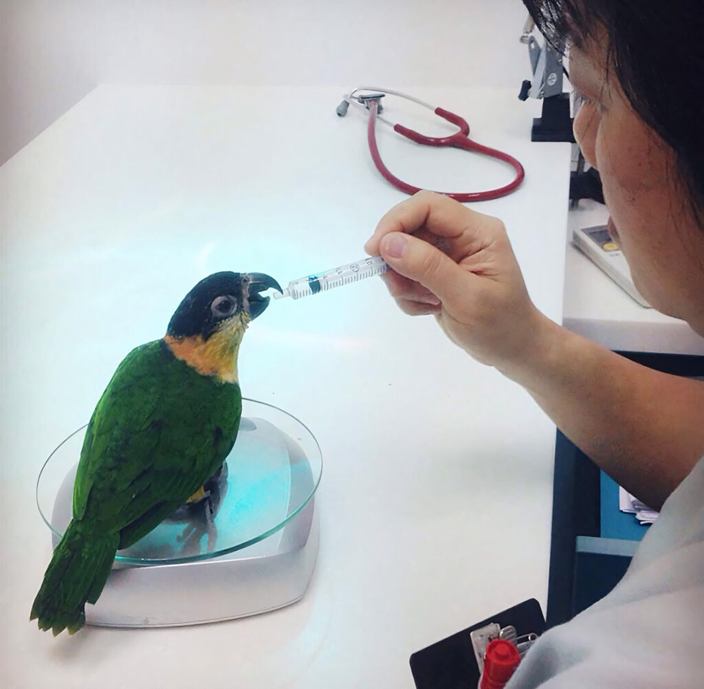 How to rehome your exotic birds

Responsible parrot rehoming

Safe exotic bird placement

Ethical bird rehoming

Parrot rehoming guidance

The Parrots Exotic Store