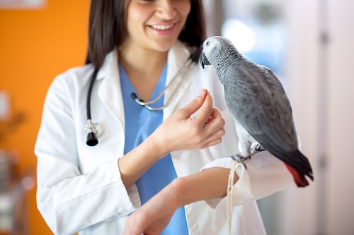 Parrot Veterinary Visits