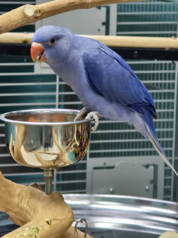 Indian Ring Neck, Violet Ringneck, Purple Ringneck Parrot, Hand Fed Parrot, Talking Parrot, Exotic Birds, Intelligent Parrot, Family Friendly Parrot, Vet Checked Birds, Ethical Bird Breeder, Parrots Exotic Store, Domestic Bird Shipping, International Bird Shipping, Companion Parrot, Rare Color Mutation, Beginner Friendly Parrot, Long Living Parrot, Hand Raised Parrot, Educational Bird Care