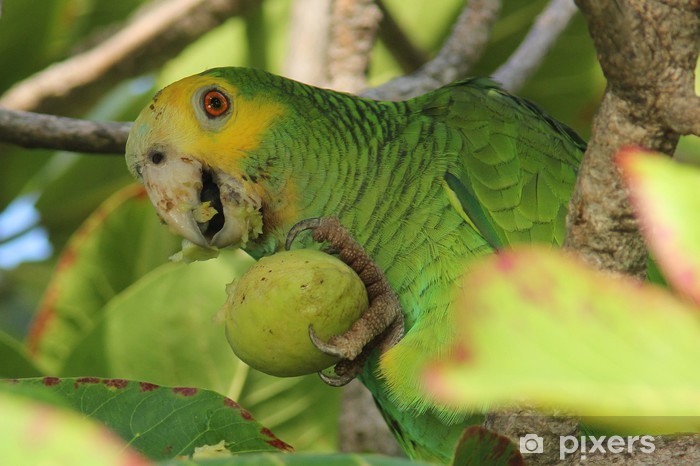 Healthy Foods and Diet Guide for Exotic Birds (And What NOT to Give Them) 4 A proper diet is the foundation of a long, vibrant life for exotic birds and parrots. Nutrition directly affects feather quality, energy levels, immune strength, behavior, and lifespan. At The Parrots Exotic Store, we emphasize that balanced feeding is one of the most important responsibilities of bird ownership. Many common health problems in parrots stem from poor diet — especially seed-only feeding. Here’s your complete guide to healthy foods for exotic birds and what you should never feed them. The Ideal Diet Foundation for Exotic Birds A healthy exotic bird diet should consist of: High-quality pellets (60–70%) Fresh vegetables (20–30%) Limited fruits (5–10%) Healthy treats in moderation Pellets provide balanced vitamins and minerals, while fresh produce adds natural nutrients and enrichment. Best Vegetables for Exotic Birds 4 Vegetables should make up a large portion of your bird’s fresh diet. Excellent choices include: Kale Spinach (in moderation) Carrots Broccoli Bell peppers Zucchini Sweet potatoes (cooked) Green beans Peas Vegetables provide fiber, antioxidants, and essential vitamins that support immune health and feather condition. Healthy Fruits (Feed in Moderation) 4 Fruits are nutritious but contain natural sugars, so portion control is important. Safe fruit options: Apples (remove seeds) Blueberries Strawberries Mango Papaya Melon Pomegranate Banana (occasionally) Always wash fruits thoroughly and remove pits or seeds when necessary. Healthy Protein Sources Some birds benefit from small amounts of protein. Safe options include: Cooked quinoa Cooked brown rice Lentils (well-cooked) Scrambled eggs (plain, no seasoning) Small portions of cooked legumes Protein supports muscle health and energy levels. Nuts and Seeds (Treats, Not Staples) 4 Nuts and seeds are high in fat and should be given sparingly. Healthy treat options: Almonds Walnuts Pistachios (unsalted) Sunflower seeds (limited) Excessive fatty foods can lead to obesity and fatty liver disease. Foods You Should NEVER Feed Exotic Birds Certain foods are toxic or dangerous. Absolutely avoid: Avocado Chocolate Caffeine (coffee, tea, soda) Alcohol Onions Garlic Fruit pits and apple seeds High-salt foods Sugary snacks Fried or processed foods These items can cause severe toxicity, organ damage, or even death. The Dangers of a Seed-Only Diet Many new bird owners mistakenly feed only seeds. While birds enjoy them, seed-only diets can cause: Vitamin A deficiency Weak immune system Obesity Liver disease Dull feathers A pellet-based, produce-rich diet is far healthier long-term. Fresh Water and Hygiene Always provide: Fresh, clean water daily Washed produce Clean food bowls Removal of uneaten fresh food after 2–4 hours Food safety prevents bacterial growth and illness. Signs of Poor Nutrition Watch for: Feather plucking Dull or brittle feathers Low energy Weight loss or gain Beak abnormalities Frequent illness If you notice dietary-related symptoms, consult an avian veterinarian promptly. Diet by Bird Size (General Guide) Small parrots (Lovebirds, Parrotlets): Smaller pellet sizes, finely chopped vegetables. Medium parrots (Conures, African Greys): Standard pellet formula, variety of vegetables, moderate fruits. Large parrots (Macaws, Cockatoos): Larger pellets, higher vegetable variety, controlled nuts. Portion sizes vary by species and activity level. Tips for Transitioning to a Healthier Diet Switching from seeds to pellets requires patience. Introduce pellets gradually Mix with current food Offer vegetables in the morning when hungry Model eating behavior Be consistent Some birds take weeks to adjust — persistence is key. Final Thoughts: Nutrition Is Lifelong Care Healthy eating is not optional — it’s essential. A balanced, varied diet leads to: Strong immunity Vibrant plumage Better behavior Increased lifespan Higher energy At The Parrots Exotic Store, we educate every owner on proper exotic bird nutrition to ensure their companions thrive for decades. When you feed your bird correctly, you are investing in a longer, healthier, and happier life together.