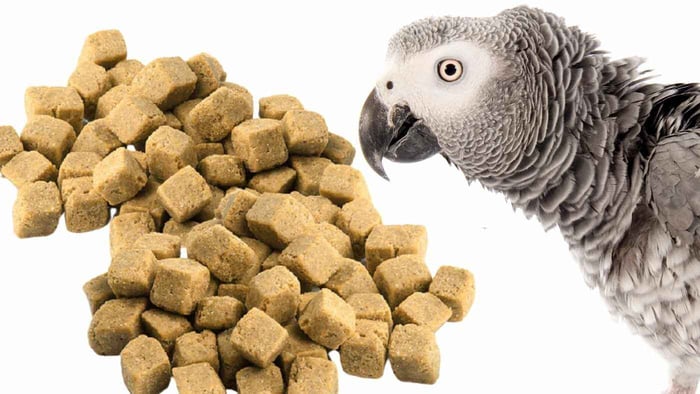 Healthy Foods and Diet Guide for Exotic Birds (And What NOT to Give Them)
4

A proper diet is the foundation of a long, vibrant life for exotic birds and parrots. Nutrition directly affects feather quality, energy levels, immune strength, behavior, and lifespan.

At The Parrots Exotic Store, we emphasize that balanced feeding is one of the most important responsibilities of bird ownership. Many common health problems in parrots stem from poor diet — especially seed-only feeding.

Here’s your complete guide to healthy foods for exotic birds and what you should never feed them.

The Ideal Diet Foundation for Exotic Birds

A healthy exotic bird diet should consist of:

High-quality pellets (60–70%)

Fresh vegetables (20–30%)

Limited fruits (5–10%)

Healthy treats in moderation

Pellets provide balanced vitamins and minerals, while fresh produce adds natural nutrients and enrichment.

Best Vegetables for Exotic Birds
4

Vegetables should make up a large portion of your bird’s fresh diet.

Excellent choices include:

Kale

Spinach (in moderation)

Carrots

Broccoli

Bell peppers

Zucchini

Sweet potatoes (cooked)

Green beans

Peas

Vegetables provide fiber, antioxidants, and essential vitamins that support immune health and feather condition.

Healthy Fruits (Feed in Moderation)
4

Fruits are nutritious but contain natural sugars, so portion control is important.

Safe fruit options:

Apples (remove seeds)

Blueberries

Strawberries

Mango

Papaya

Melon

Pomegranate

Banana (occasionally)

Always wash fruits thoroughly and remove pits or seeds when necessary.

Healthy Protein Sources

Some birds benefit from small amounts of protein.

Safe options include:

Cooked quinoa

Cooked brown rice

Lentils (well-cooked)

Scrambled eggs (plain, no seasoning)

Small portions of cooked legumes

Protein supports muscle health and energy levels.

Nuts and Seeds (Treats, Not Staples)
4

Nuts and seeds are high in fat and should be given sparingly.

Healthy treat options:

Almonds

Walnuts

Pistachios (unsalted)

Sunflower seeds (limited)

Excessive fatty foods can lead to obesity and fatty liver disease.

Foods You Should NEVER Feed Exotic Birds

Certain foods are toxic or dangerous.

Absolutely avoid:

Avocado

Chocolate

Caffeine (coffee, tea, soda)

Alcohol

Onions

Garlic

Fruit pits and apple seeds

High-salt foods

Sugary snacks

Fried or processed foods

These items can cause severe toxicity, organ damage, or even death.

The Dangers of a Seed-Only Diet

Many new bird owners mistakenly feed only seeds. While birds enjoy them, seed-only diets can cause:

Vitamin A deficiency

Weak immune system

Obesity

Liver disease

Dull feathers

A pellet-based, produce-rich diet is far healthier long-term.

Fresh Water and Hygiene

Always provide:

Fresh, clean water daily

Washed produce

Clean food bowls

Removal of uneaten fresh food after 2–4 hours

Food safety prevents bacterial growth and illness.

Signs of Poor Nutrition

Watch for:

Feather plucking

Dull or brittle feathers

Low energy

Weight loss or gain

Beak abnormalities

Frequent illness

If you notice dietary-related symptoms, consult an avian veterinarian promptly.

Diet by Bird Size (General Guide)

Small parrots (Lovebirds, Parrotlets):
Smaller pellet sizes, finely chopped vegetables.

Medium parrots (Conures, African Greys):
Standard pellet formula, variety of vegetables, moderate fruits.

Large parrots (Macaws, Cockatoos):
Larger pellets, higher vegetable variety, controlled nuts.

Portion sizes vary by species and activity level.

Tips for Transitioning to a Healthier Diet

Switching from seeds to pellets requires patience.

Introduce pellets gradually

Mix with current food

Offer vegetables in the morning when hungry

Model eating behavior

Be consistent

Some birds take weeks to adjust — persistence is key.

Final Thoughts: Nutrition Is Lifelong Care

Healthy eating is not optional — it’s essential. A balanced, varied diet leads to:

Strong immunity

Vibrant plumage

Better behavior

Increased lifespan

Higher energy

At The Parrots Exotic Store, we educate every owner on proper exotic bird nutrition to ensure their companions thrive for decades.

When you feed your bird correctly, you are investing in a longer, healthier, and happier life together.