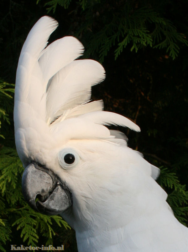 What to consider before owning an exotic bird

Exotic bird ownership guide

Responsible parrot ownership

Cost of owning a parrot

Exotic bird care commitment

The Parrots Exotic Store