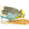 parakeet complete food, budgie daily diet, parakeet seed mix, small bird food, budgerigar nutrition, balanced parakeet diet, bird food for parakeets, natural parakeet feed, The Parrots Exotic Store, healthy budgie food, parakeet feeding mix