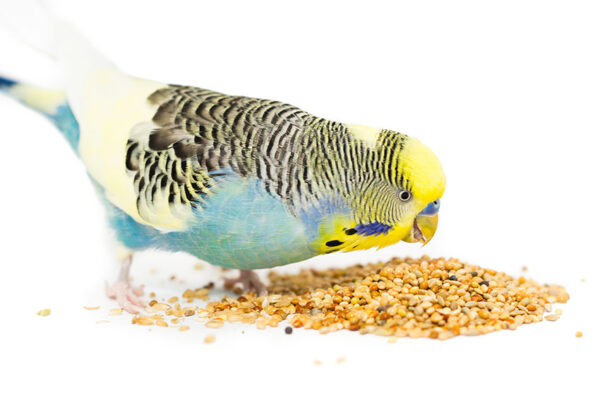 parakeet complete food, budgie daily diet, parakeet seed mix, small bird food, budgerigar nutrition, balanced parakeet diet, bird food for parakeets, natural parakeet feed, The Parrots Exotic Store, healthy budgie food, parakeet feeding mix