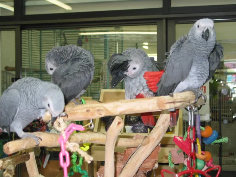 Complete Parrot Setup Kit: Everything to Buy for a New Parrot 2026