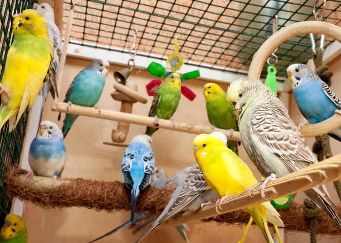best parrot for first-time owners